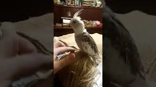 Птенец белолицый пестрый, 3 мес. Мальчик