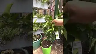 Дерево Лайм в квартире для хорошего запаха - лучше ароматизаторов.
