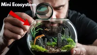I Build a Tiny Ecosystem