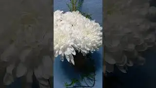 Белые хризантемы 