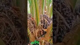 BUAH PENUH