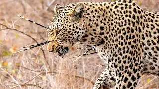 Leopard The World's Most Secretive Big Cat