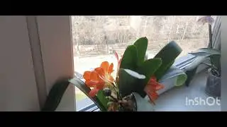 Мои комнатные растения. Весеннее цветение