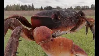 Crab Model 3d for c4d free downloads (file describe)