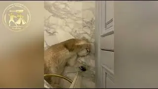 Чеченская Песня Хьо Соьх Ца Кхийти🔥