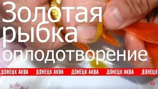 Золотая рыбка. исскуственное и естественное оплодотворение, How To Care For A Goldfish