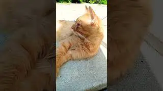Милашка?😘💓 Музыка Автора @simb