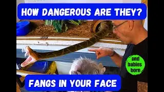 Most Deadly Snakes - What You Need To Know