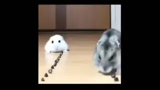 хомяк и грустный хомяк