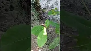 They have babies!