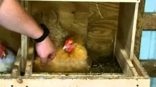 My broody hen!