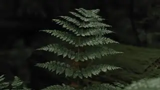 The Forest - Panasonic Lumix S5 4K