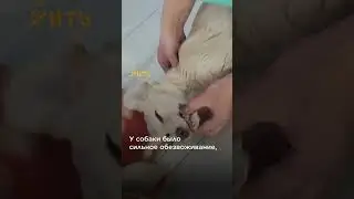 Спасли щенка, когда все проезжали мимо @shortszoozhit  #животные #спасение #собака #питомец #щенок