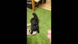 Весёлый Кот Жорик . Жорик принеси мне фантик)
