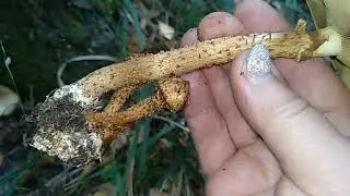 ЧЕШУЙЧАТКА чешуйчатоВИДНАЯ,Pholiota squarrosoides;ЧЕШУЙЧАТКА чешуйчатая,Pholiota squarrosa.