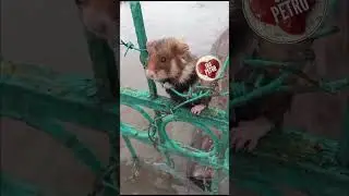 Операция : СПАСЕНИЕ РЯДОВОГО ХОМЯКА)))