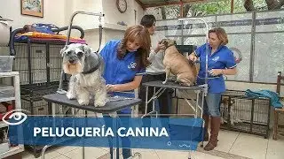 Peluquería canina - Día a Día - Teleamazonas