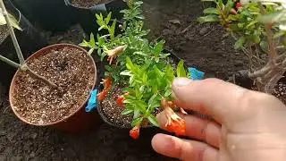 Огляд теплиці ,,гранат,ананас 🍍 лимон 🍋 банан 🍌.......
