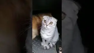Едем на дачу) #животные #live #лето #дом #природа #кошки #котенок
