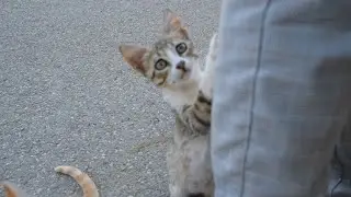 The kittens know the sound of the person feeding them, so they come running.