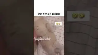 손만 주면 눕는 아기냥이