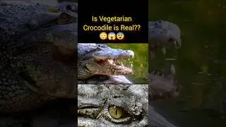 Is Vegetarian crocodile real?😨😳😱