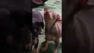 той терьер 5 недель
