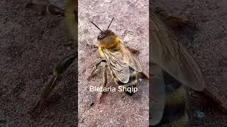 Bleta e lodhur 🐝♥️ Tired Bee