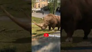 I found scary rhinos on Google Earth map #scary #rhino #google #googleearth