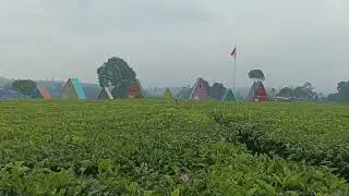 camping ditemani hujan angin view kebun teh wanasari