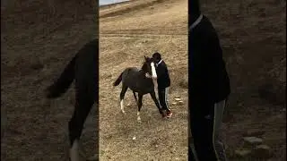 Тест для Измира 248 