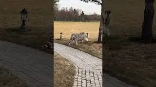 Белый тигр и алабай