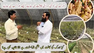 Ginger farming ادرک کی کاشتکاری step by step complete guide, Ginger crop cultivation |IR FARM