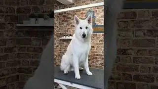 Doggy Daily Episode 357: Vidar the Swiss Shepherd 🐾 #swissshepherd #doggrooming