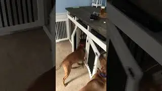 Watch these dogs put themselves to bed. Tucker, Bruce, Abby and Puddy call it a day.