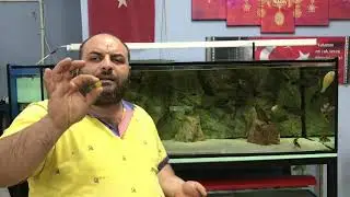 BALIKLARIMIZI TEDAVİ EDİYORUZ-TROPHEUS BLOAT HASTALIĞI