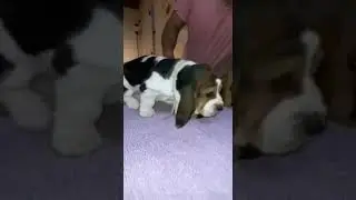 Basset Hound