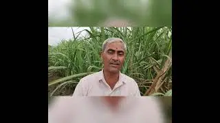 ऊस पिकाची यशोगाथा   श्री  संदीप काळाणे रा धालेवाडी ता पुरंदर  संकलन   प्रविण अडसूळ कृषि पर्यवेक्षक