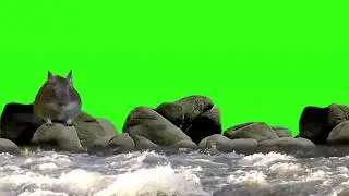 Water on green screen   Best green screen effect water   Mouse on green background
