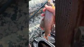 Рыбалка. Енисей #russia #siberian