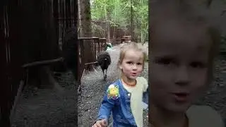 Страусы эму в Подмосковном сафари-парке🌚 