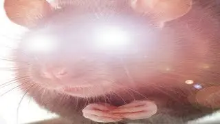 The amazing world of Vermintide 2