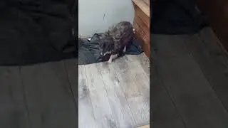 Ласковая малышка  #собака #dog #dogs