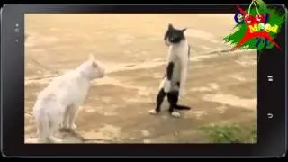 FUNNIEST CATS Part 1
