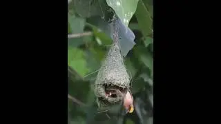 Bird Building Nest  Wow ✔️