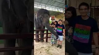 Capturing a moment with pure beauty 🐘❤️ #travel #trip #animal #elephant #love #shorts