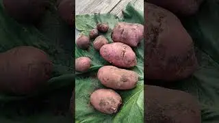 ПОЛЕЗНОЕ С ПРИЯТНЫМ#ЧТО ВЫРОСЛО ИЗ КАРТОФЕЛЬНЫХ ОЧИСТКОВ#