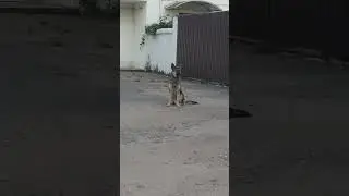барбоскин