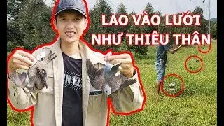 Cả Đàn Cu Ngói Lao Vào Lưới Cứu Bầy - Bẫy Chim Cu Tiểu - Bẫy Chim Cu Vằn Hiệu Quả