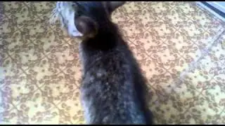 22092010.mp4